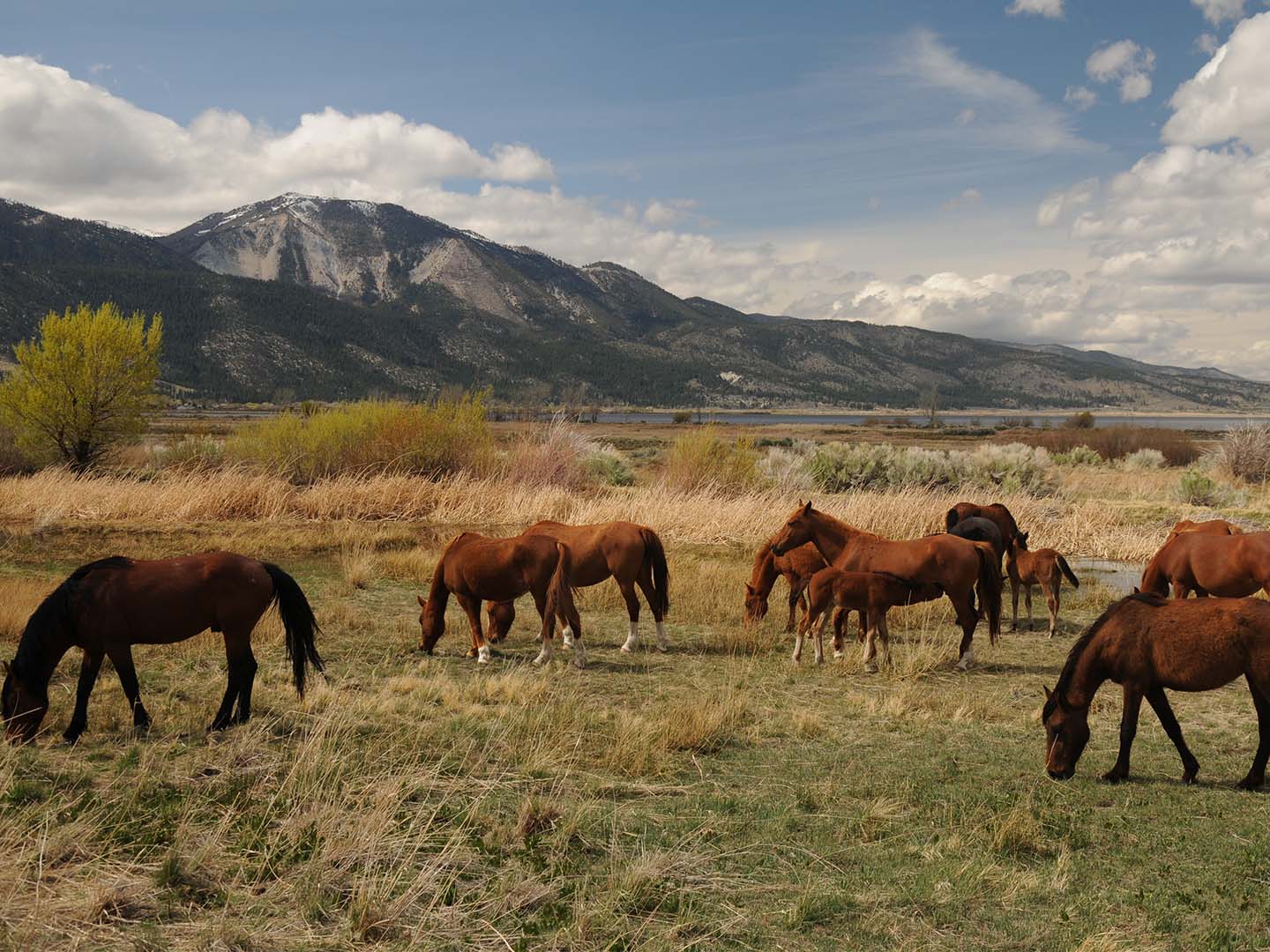 horses at Carson Valley Wildlife & Photography Tours near Tahoe Ridge Resort in Stateline, NV.