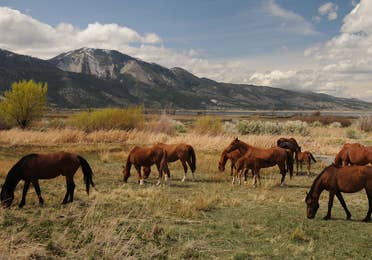 horses at Carson Valley Wildlife & Photography Tours near Tahoe Ridge Resort in Stateline, NV.