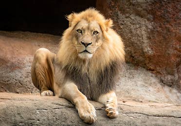 lion at Zoo Atlanta near Apple Mountain Resort in Clarkesville, GA.