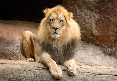 lion at Zoo Atlanta near Apple Mountain Resort in Clarkesville, GA.