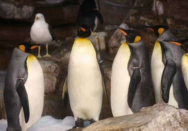 Pinguins encounter at the San Antonio Seaworld near Hil Country Resort