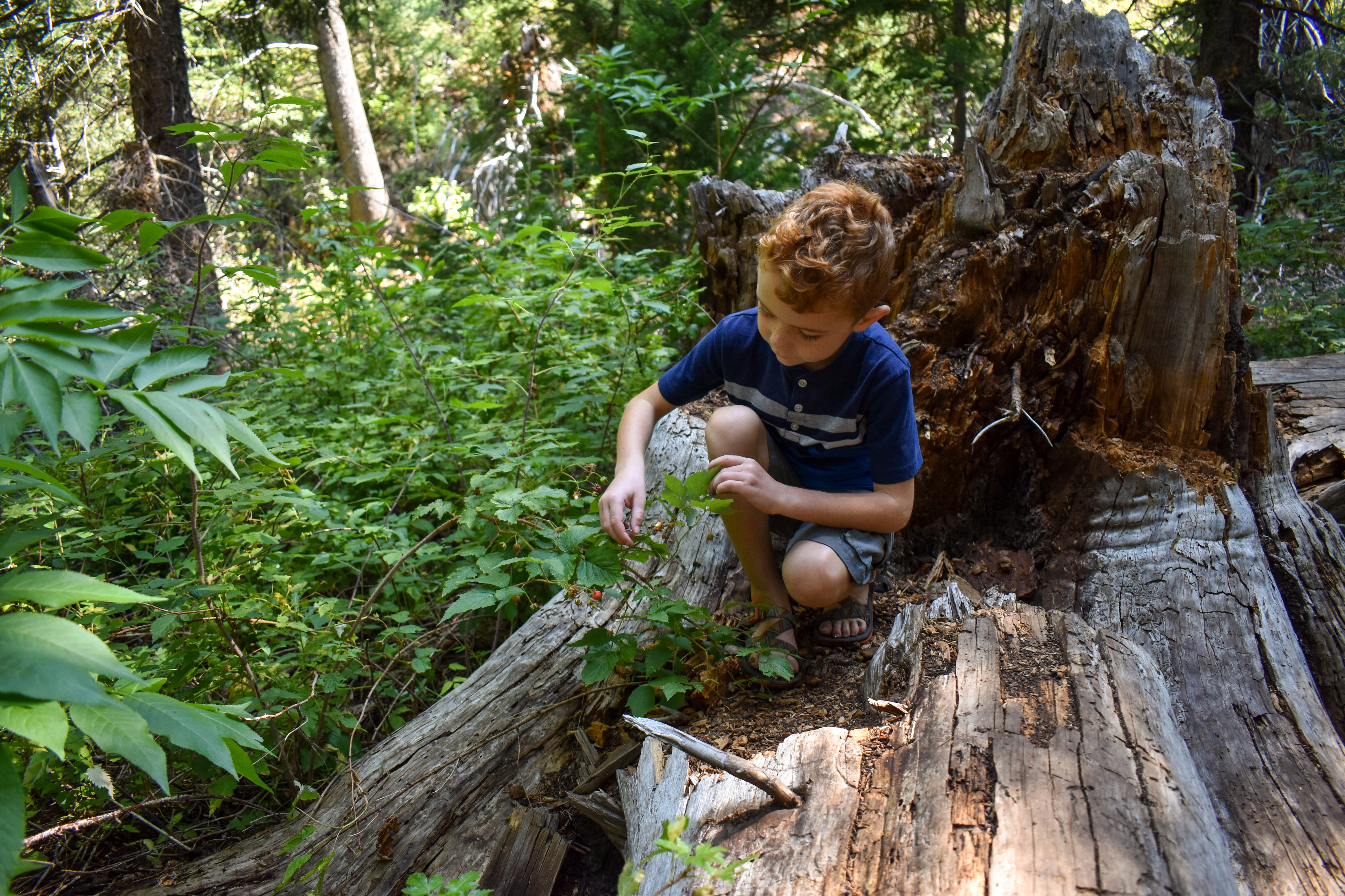 Jessica's son sitting on a fall tree limb examining berries on a hike