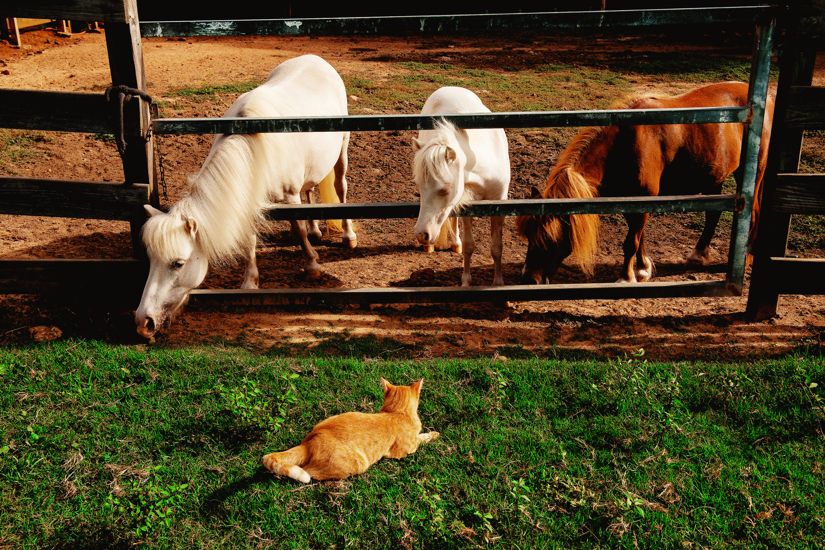 Three ponies stand as a cat watches them from the stable.