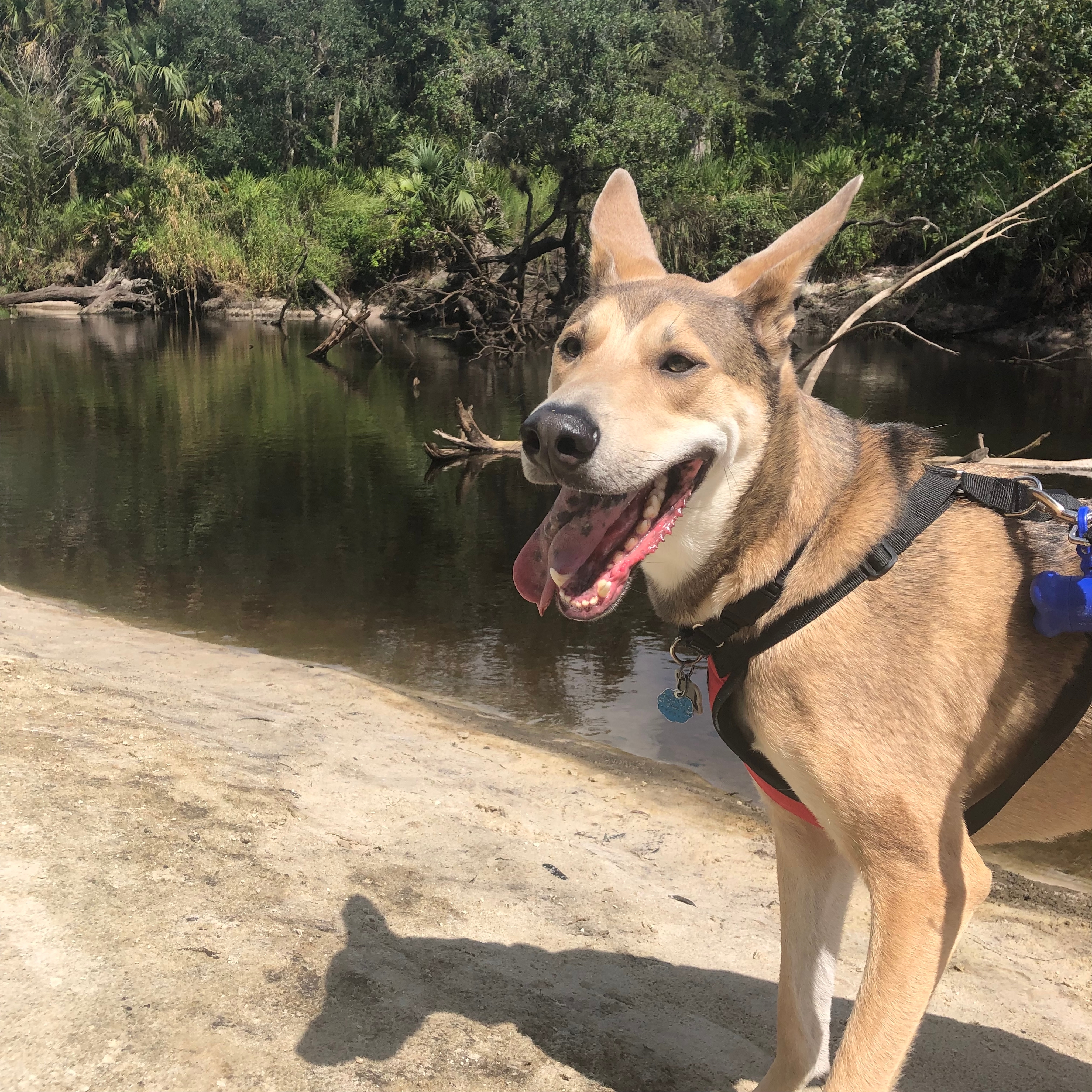 Tori's dog standing near the river at the Little Big Econ State Forest