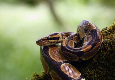 Image of a captive snake at Discovery World near Lake Geneva Resort, Lake Geneva, WI.