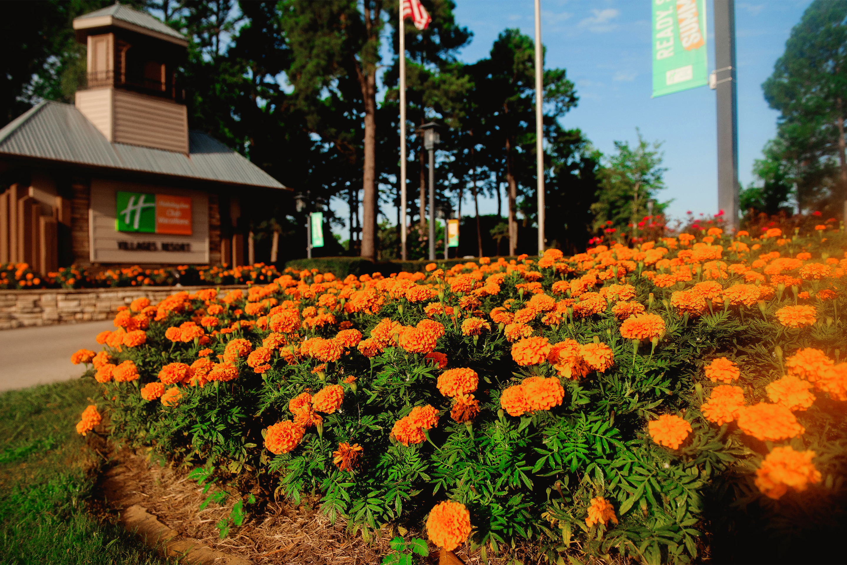 An entrance sign for Holiday Inn Club vacations surrounded by orange flowers.