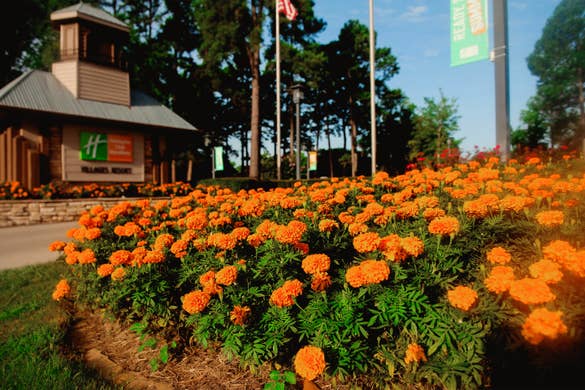 An entrance sign for Holiday Inn Club vacations surrounded by orange flowers.