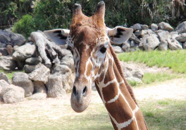 Giraffe close up at Brevard Zoo in Melbourne, FL