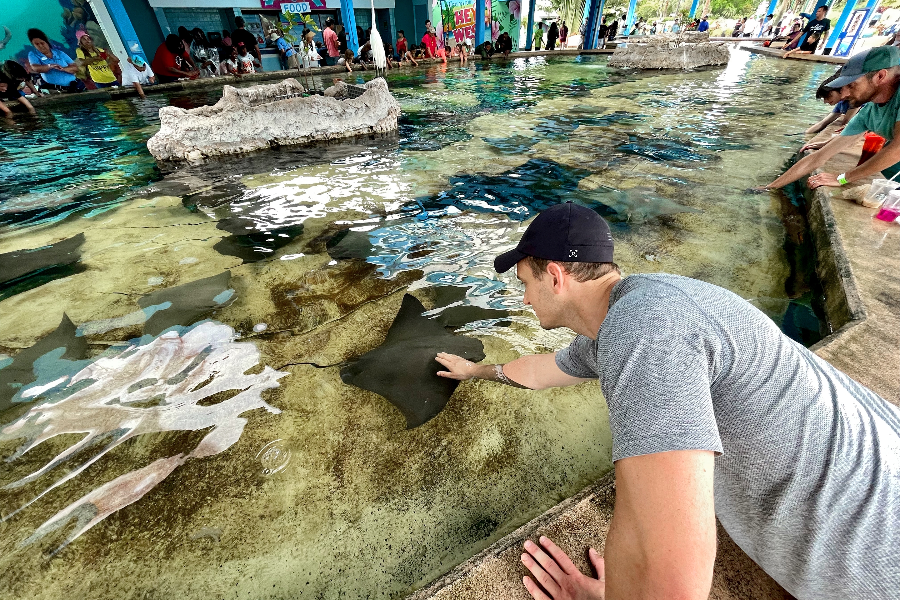 A Caucasian man wearing a dark baseball cap and grey t-shirt extends his hand into the tank full of water containing stingrays in a touching pool at SeaWorld Orlando.