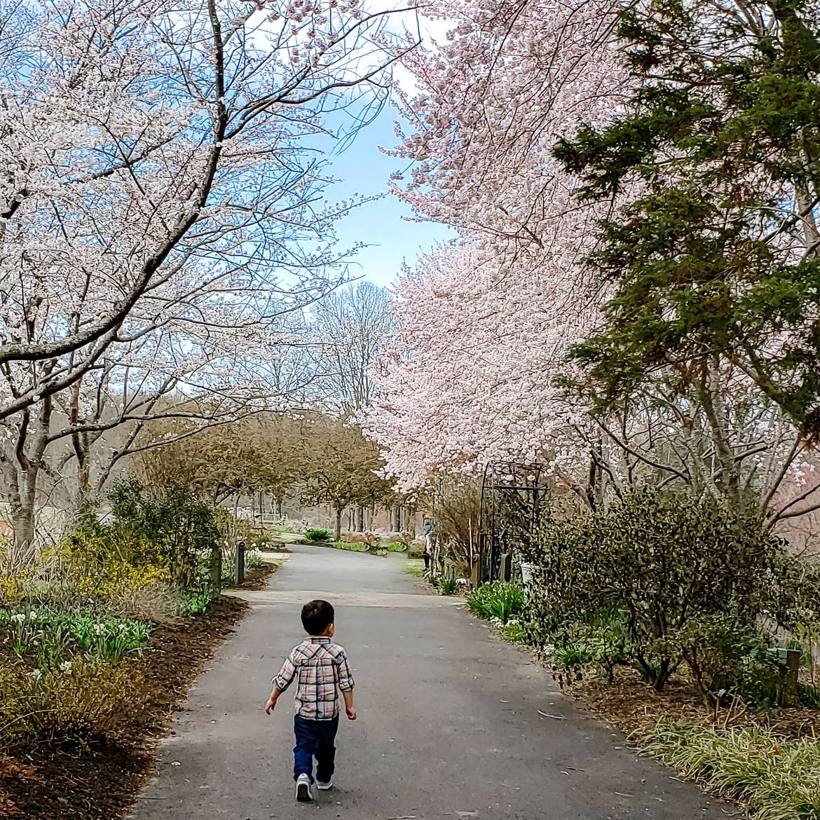 A young toddler on a walking path surrounded by cherry blossom trees.