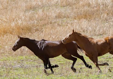 A pack of horses running through a field