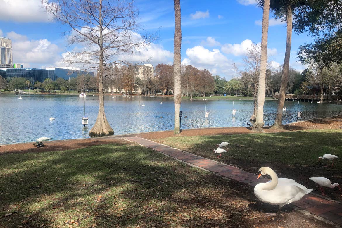 Several white swans stand on grass near Lake Eola, surrounded by trees and the downtown skyline.