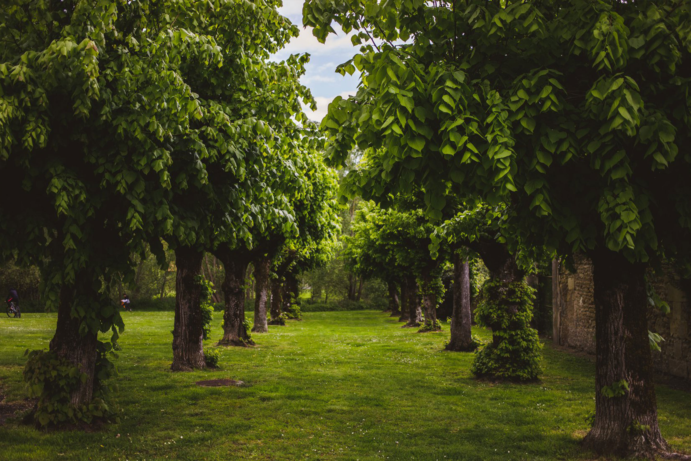 Two rows of trees line a grassy area.