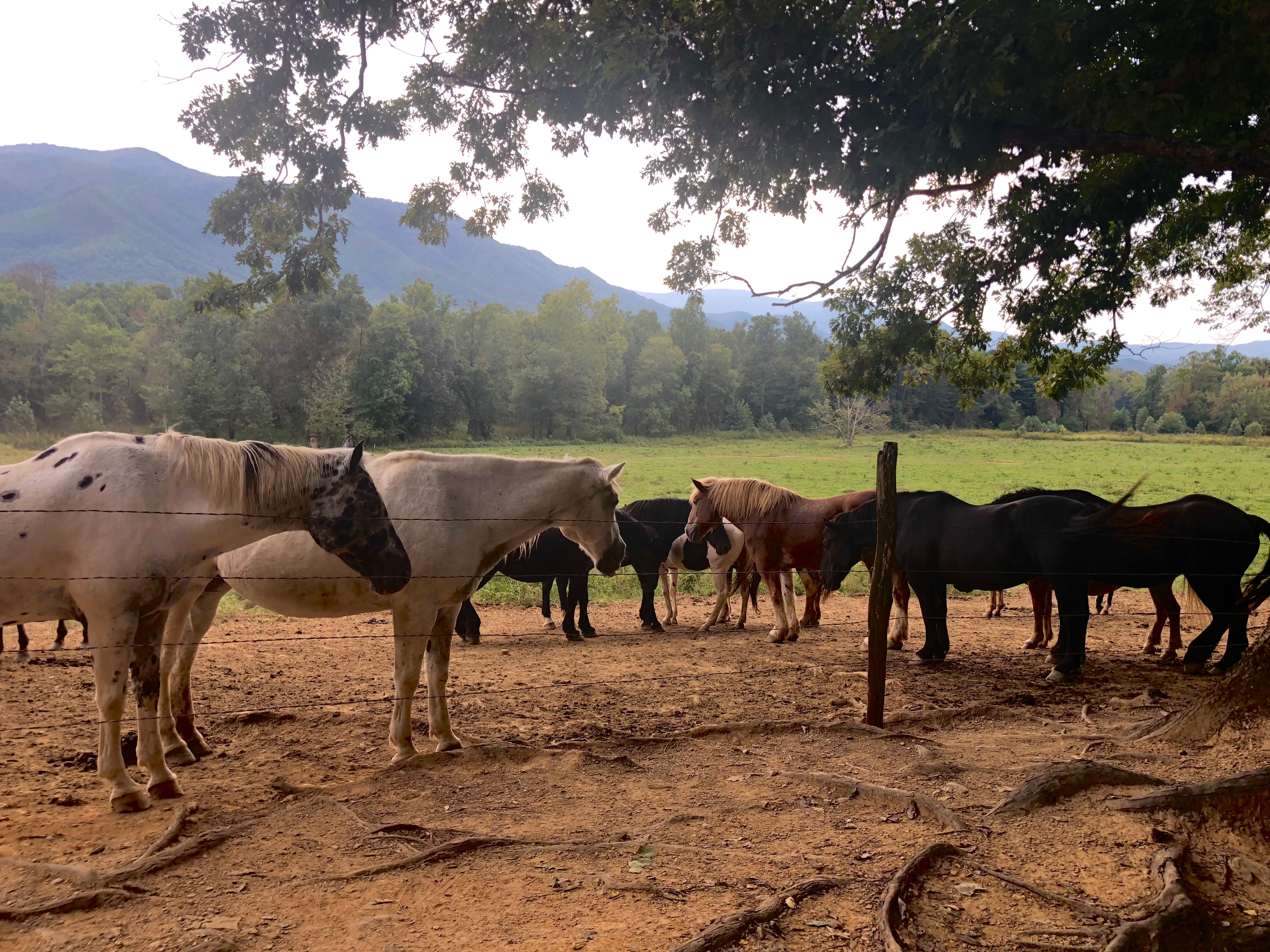 Horses at the Smokies