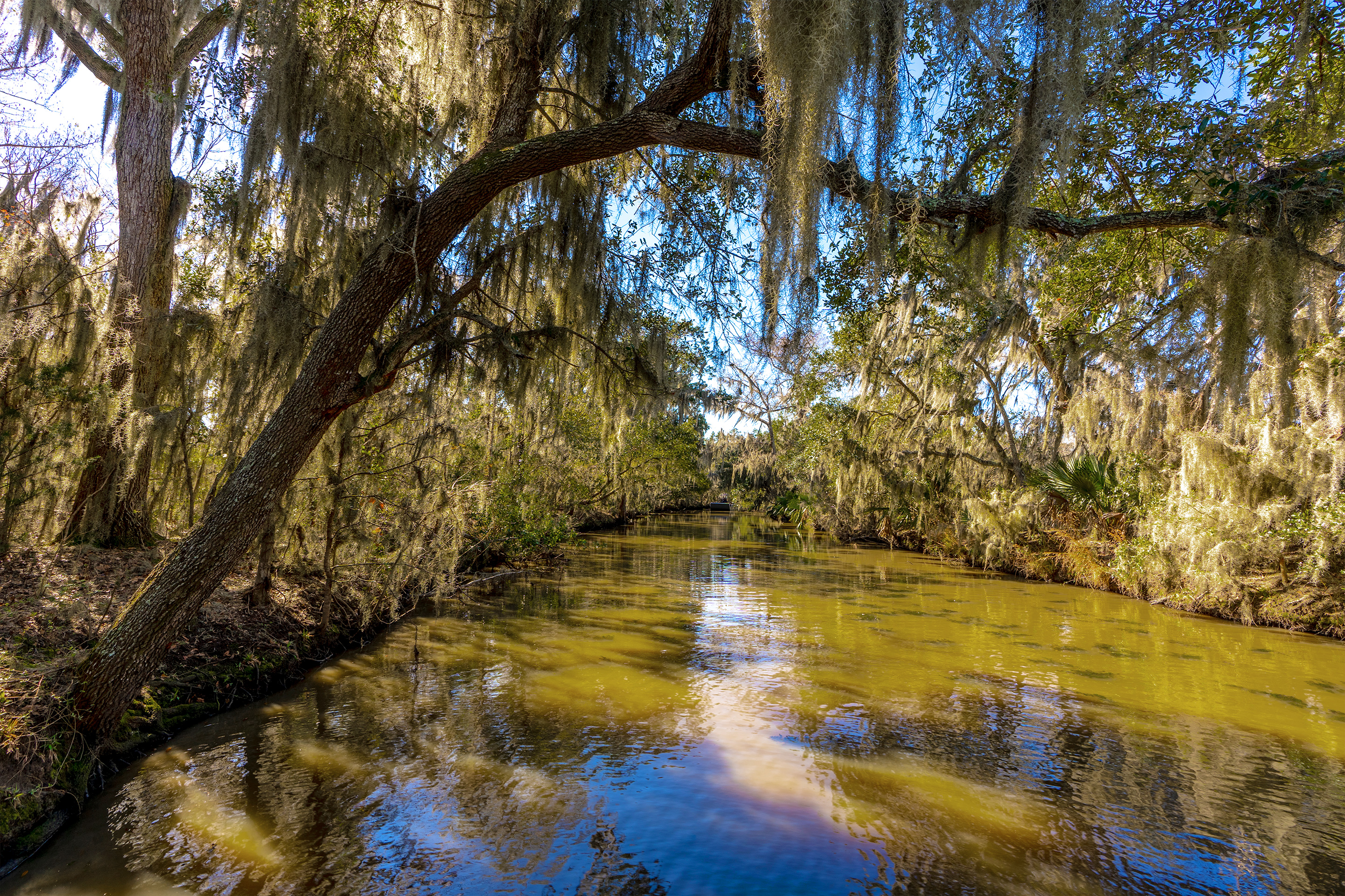 A mossy tree hangs over the bayou under a blue sky.