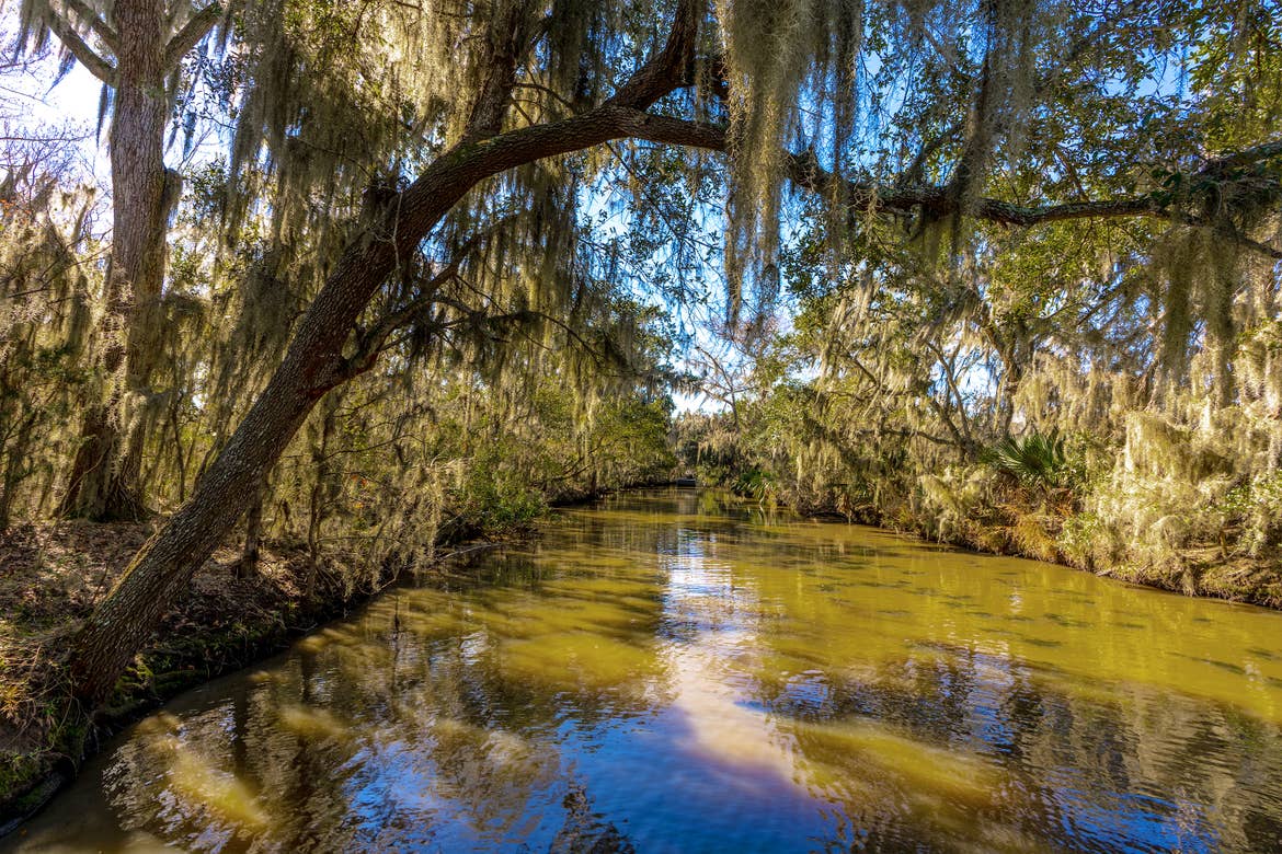 A mossy tree hangs over the bayou under a blue sky.