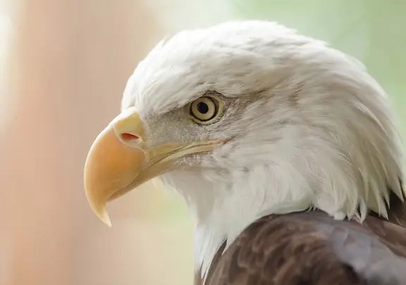 eagle at the West Virginia State Wildlife Center near Williamsburg Resort, VA.