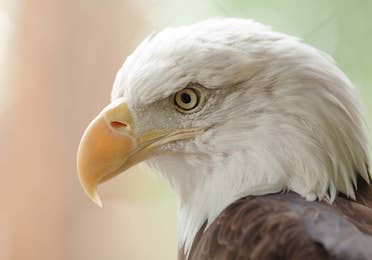 eagle at the West Virginia State Wildlife Center near Williamsburg Resort, VA.