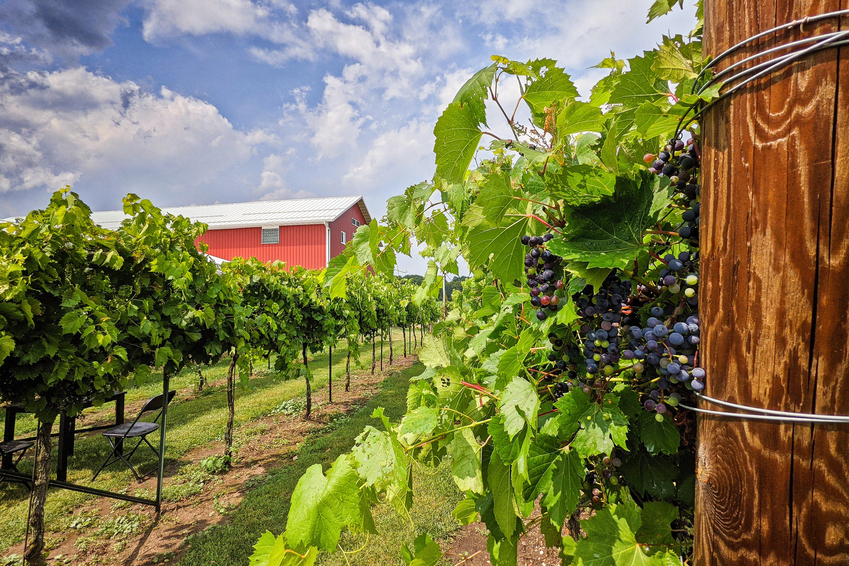 A red barn sits near a wine vineyard.