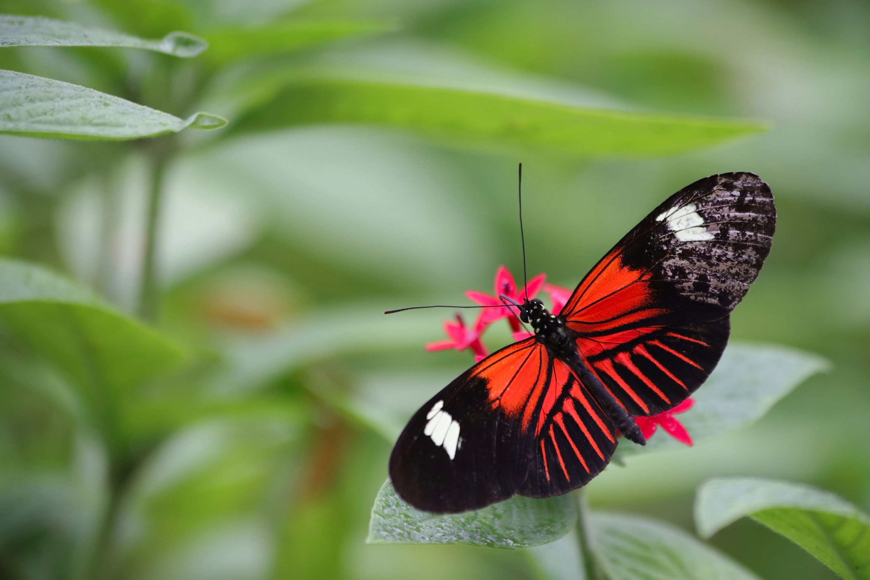 A butterfly with red wings, black edges and white spots sits on a green plant leaf.