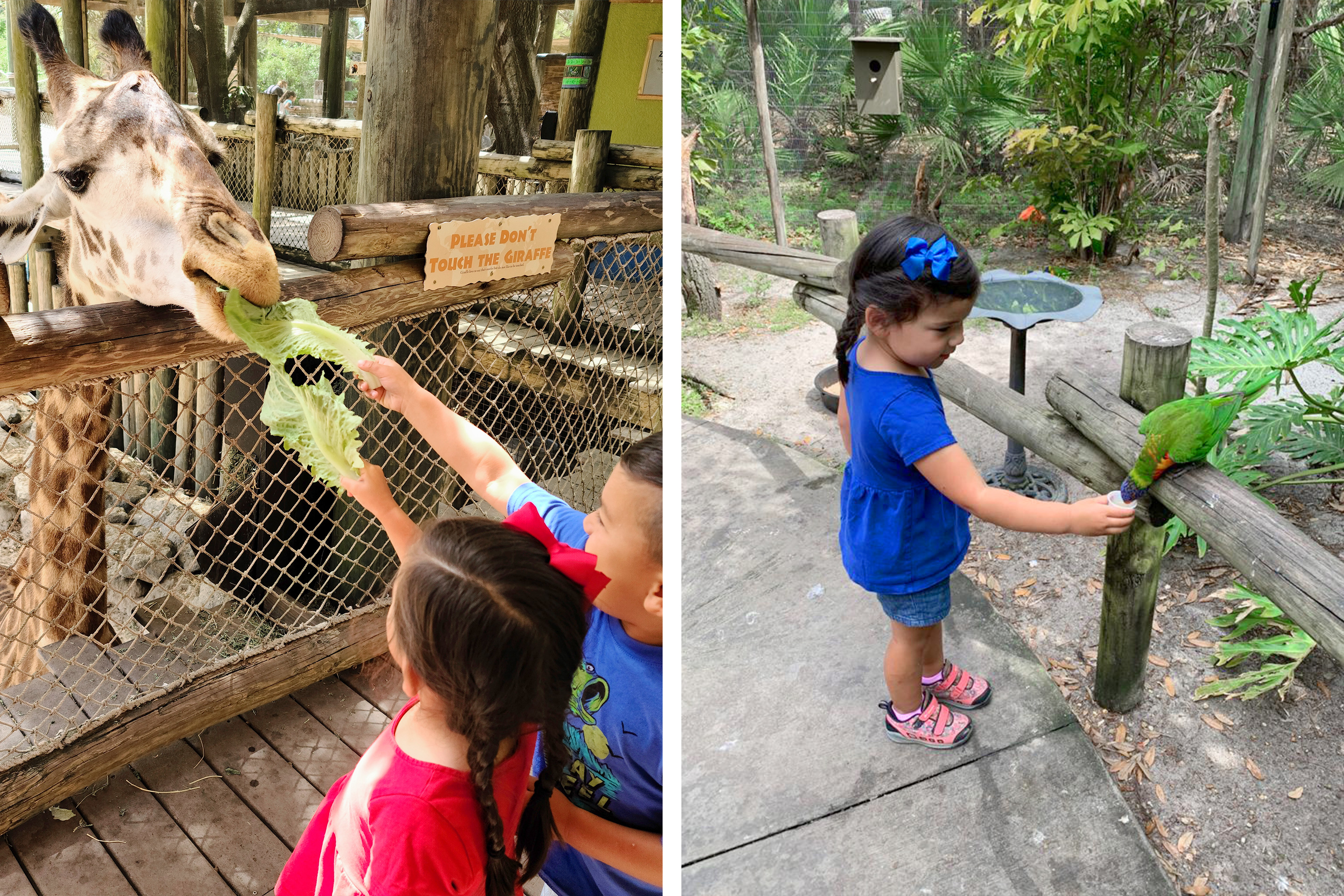 Left: Angelica Kajiwara's son and daughter feed a giraffe lettuce. Right: Angelica's daughter feeds a Lorikeet.