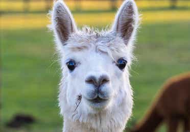 Llama at 7 Acre Wood near Piney Shores Resort in Conroe, Texas.