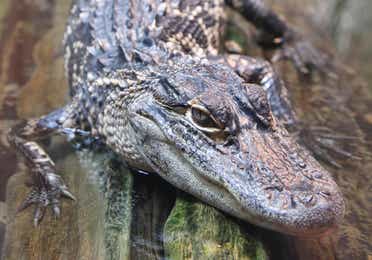 Alligator near Orange Lake Resort in Orlando, Florida