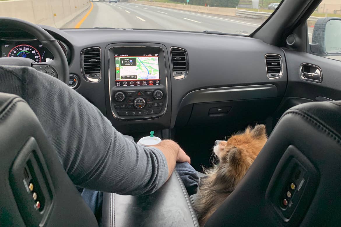 Author, Anthony LeDonne, drives their vehicle with Bailey the Pomeranian as they venture on their road trip.