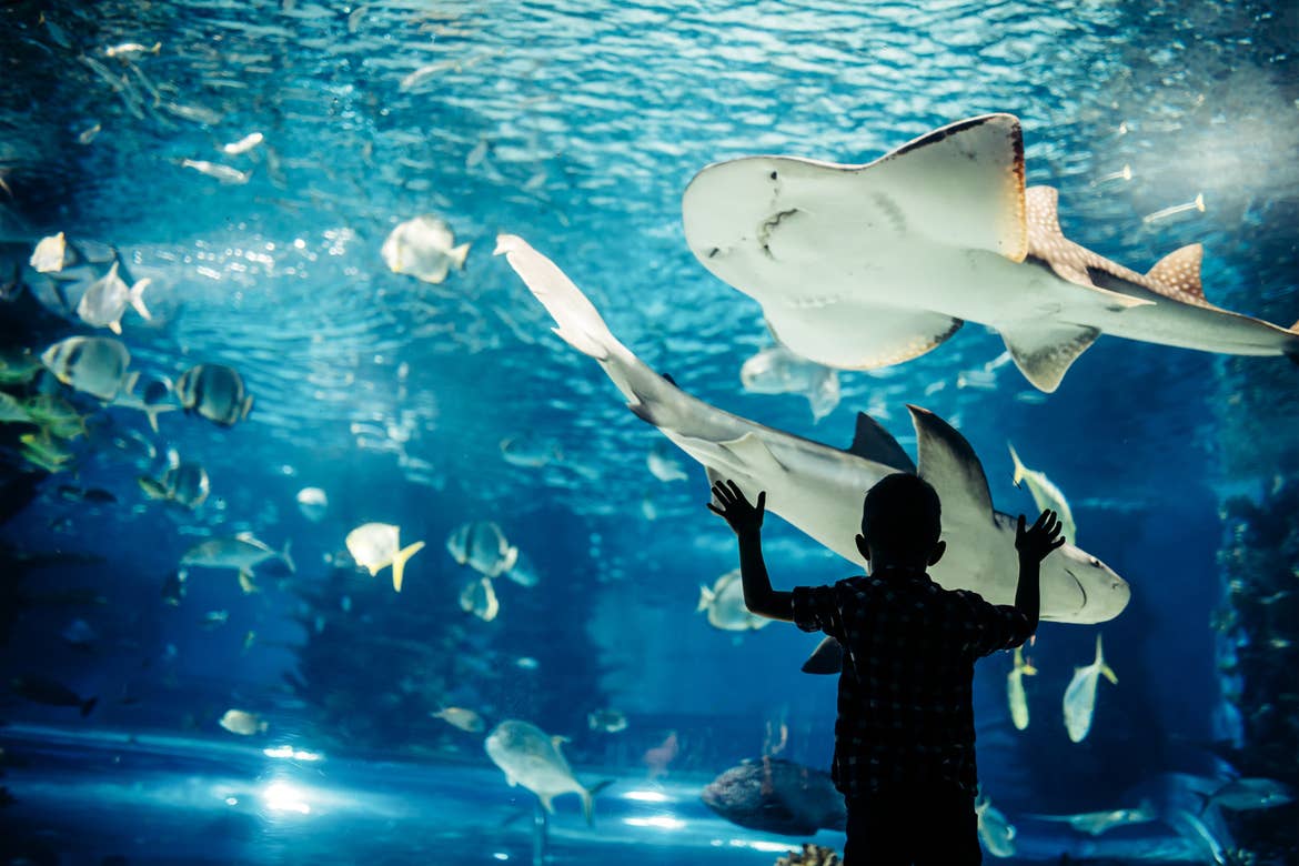 A young boy stands in front of an aquarium tank.