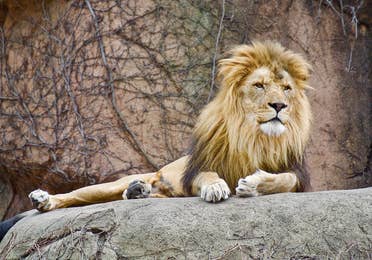 Image of a beautiful lion laying on a rock at the Lincoln Park Zoo in Chicago, IL.