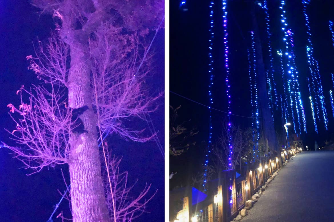 Left: A black bear climbs a tree surrounded by purple lights. Right: A hanging twinkling-light display with a light path.