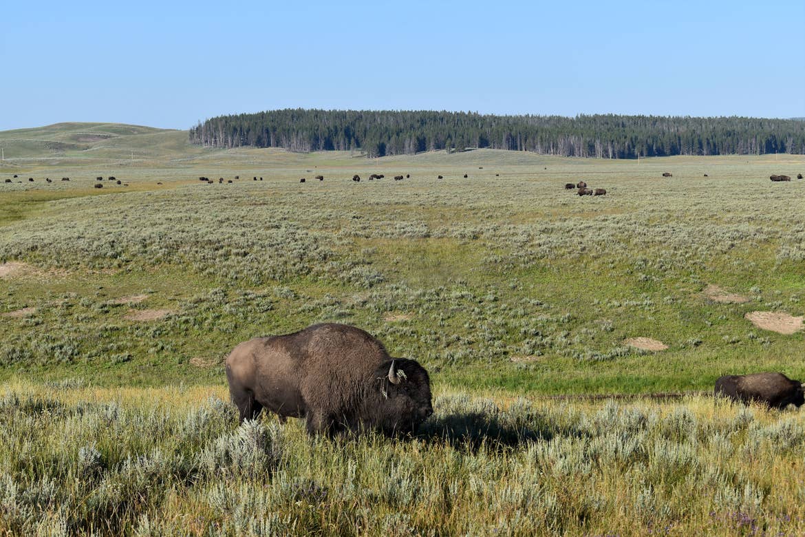 A bison stands in the middle of a green, prairie near trees.