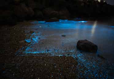 Bioluminescence Tour near Cape Canaveral Beach Resort.