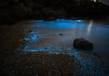 Bioluminescence Tour near Cape Canaveral Beach Resort.