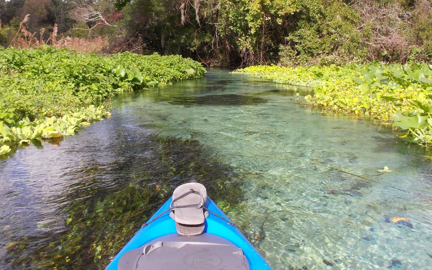 Kayak in a river surrounded by plant life