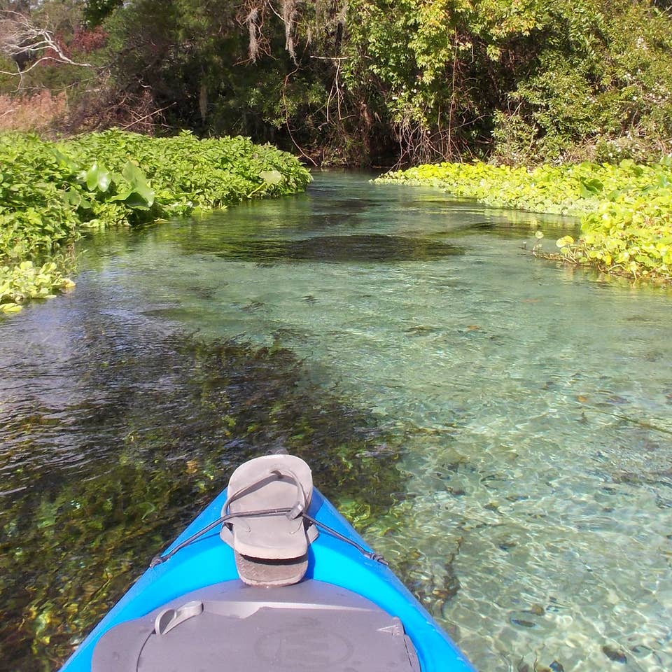 Kayak in a river surrounded by plant life