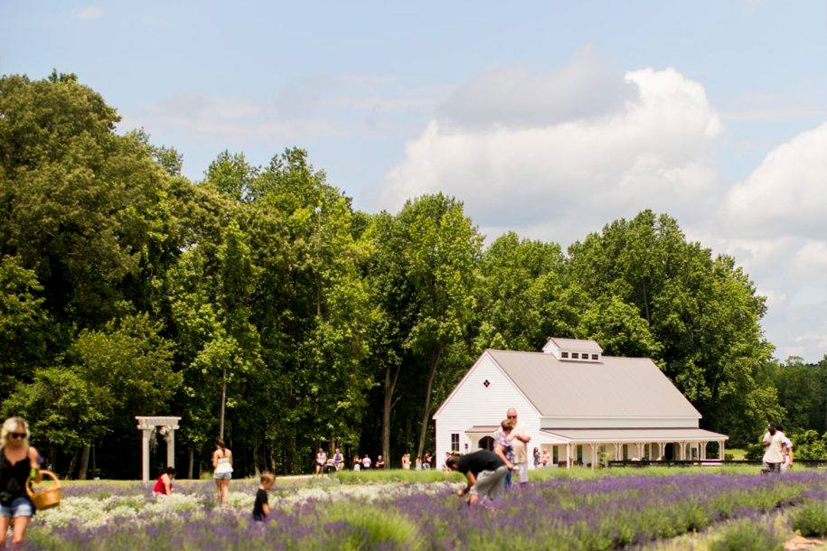 A white barn surrounded by a lavender field has multiple guests picking lavender buds surrounded by trees and blue skies.
