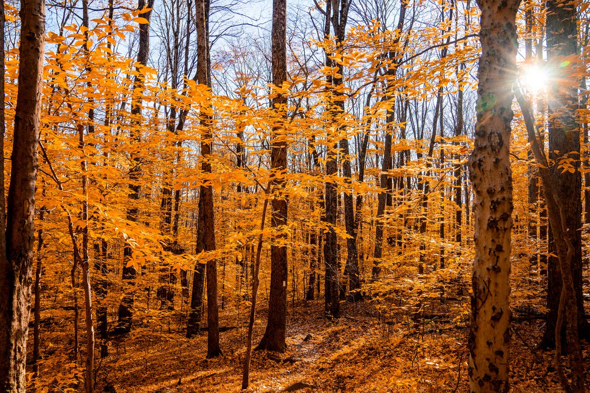 The sun peeks through a forest of trees with yellow, fall foliage.