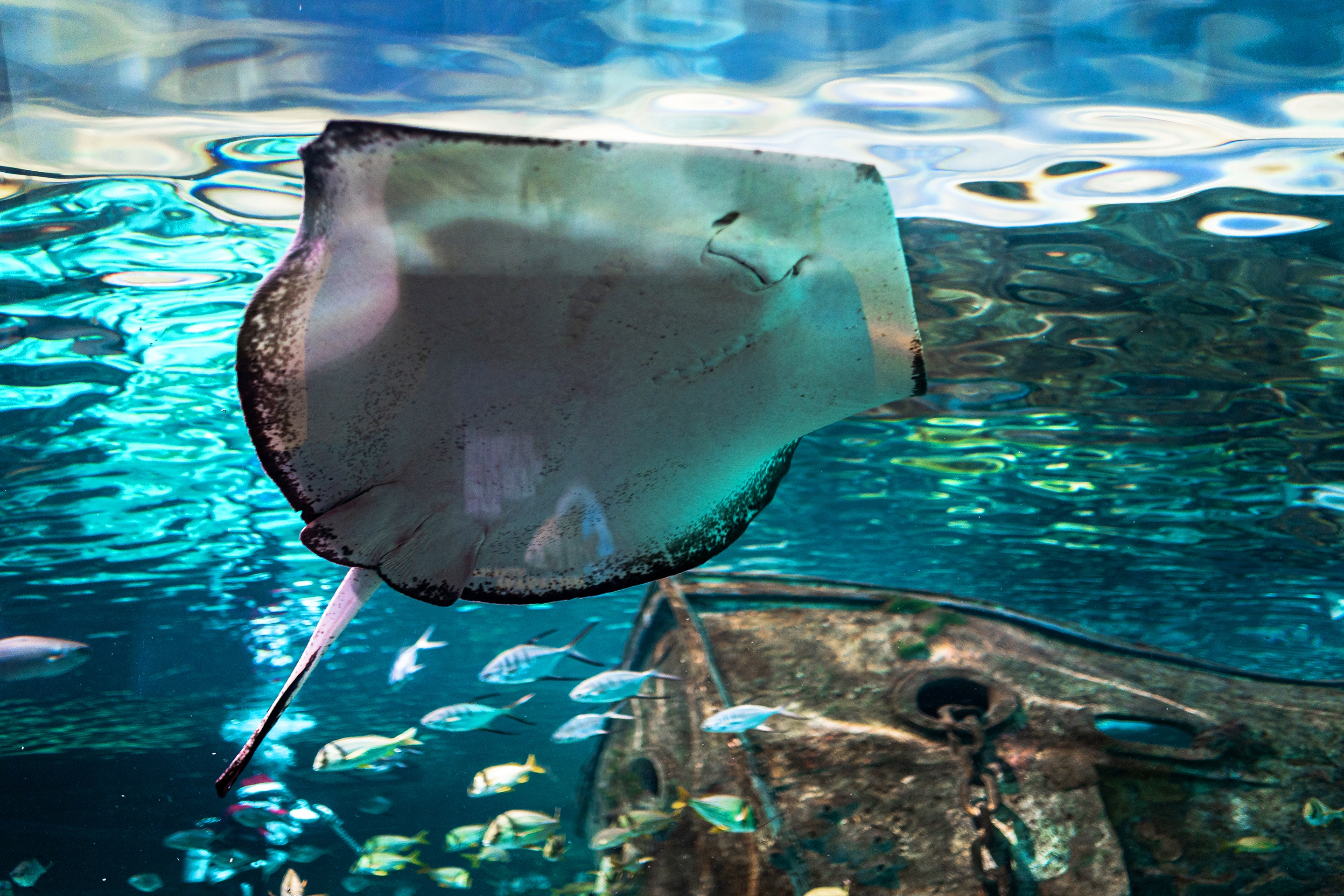 A stingray swims in an aquarium enclosure.