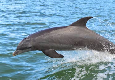 Dolphin jumping in the oceans