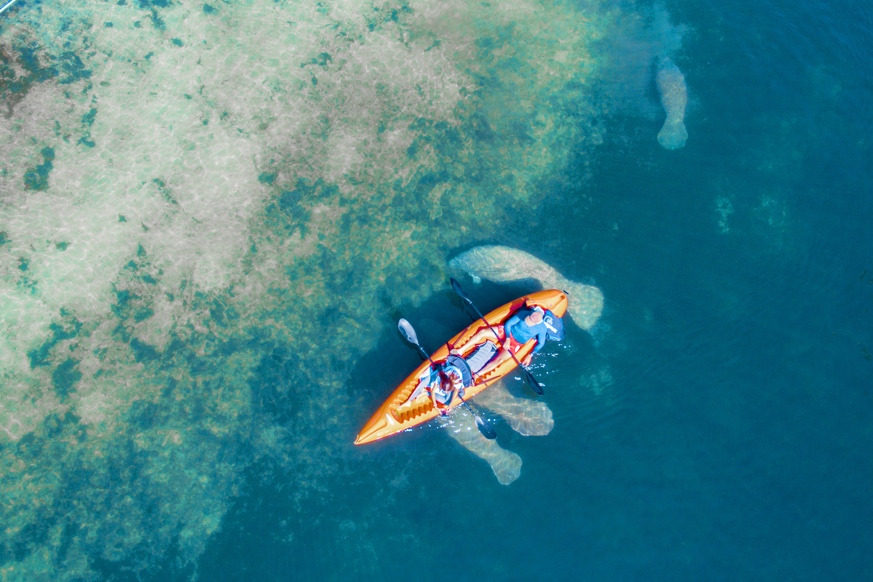 A pair of kayakers float above some migratory manatees