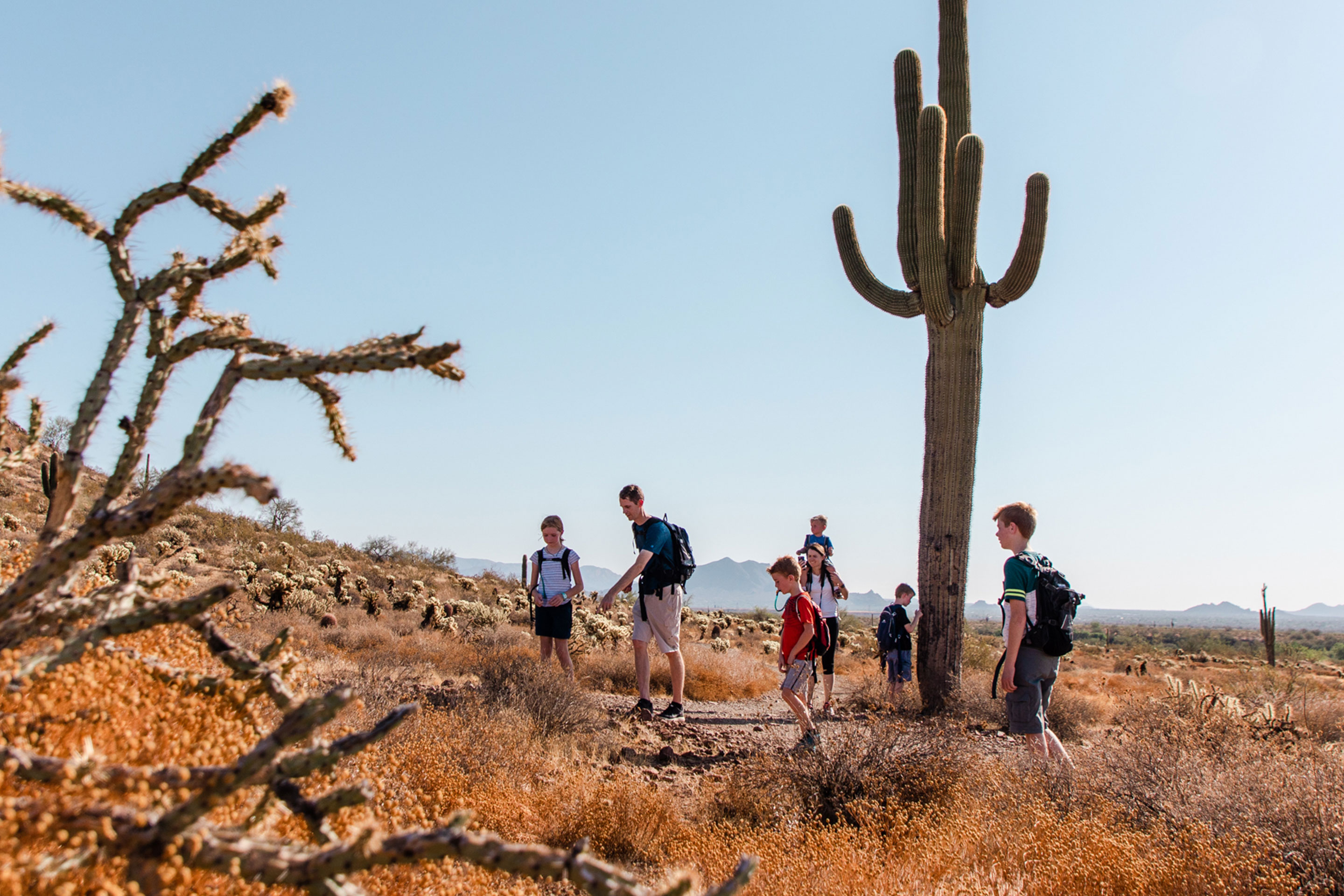 Author Jessica Averett's family hikes alongside the trails of the McDowell Sonoran Preserve surrounded by various cacti.