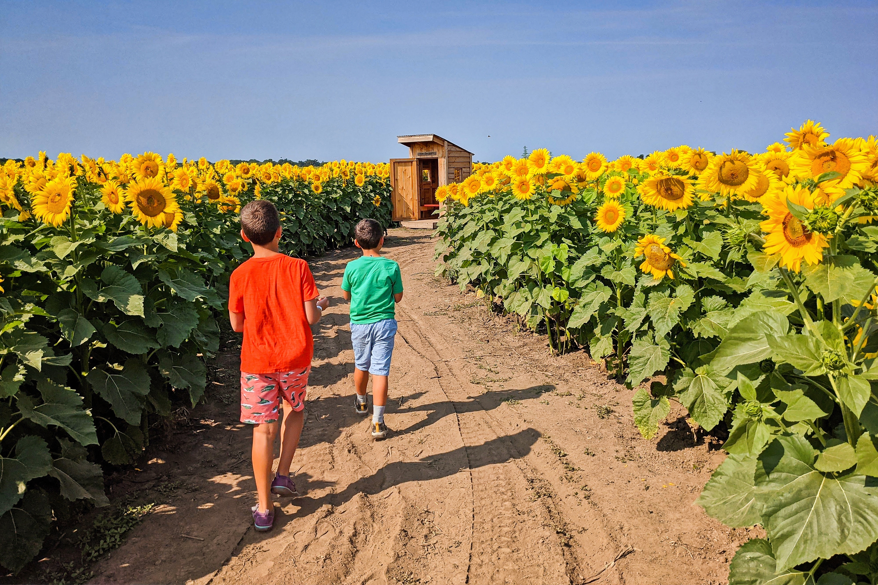 Two boys go through a sunflower maze.