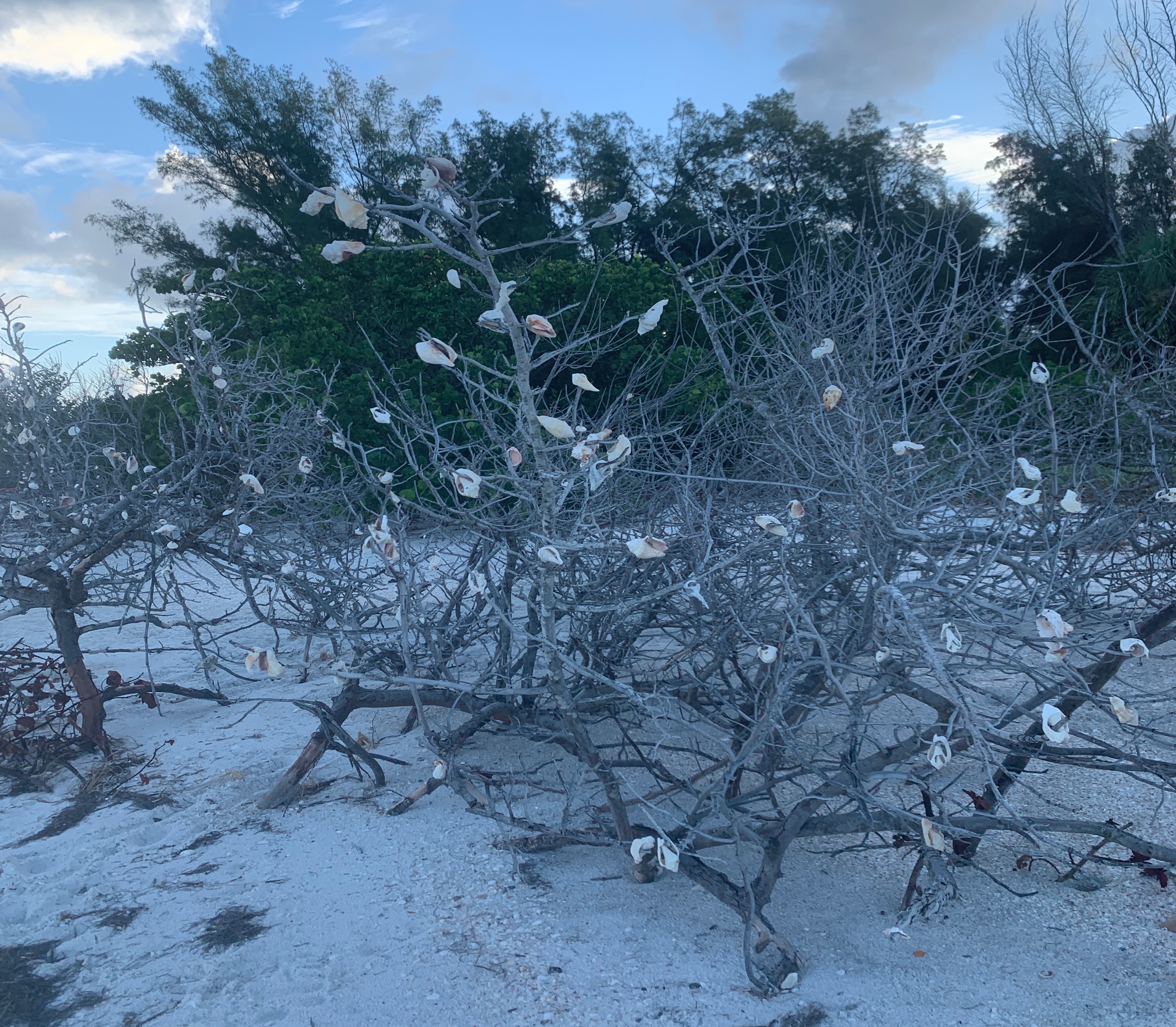 Driftwood trees with seashells hanging from the branches