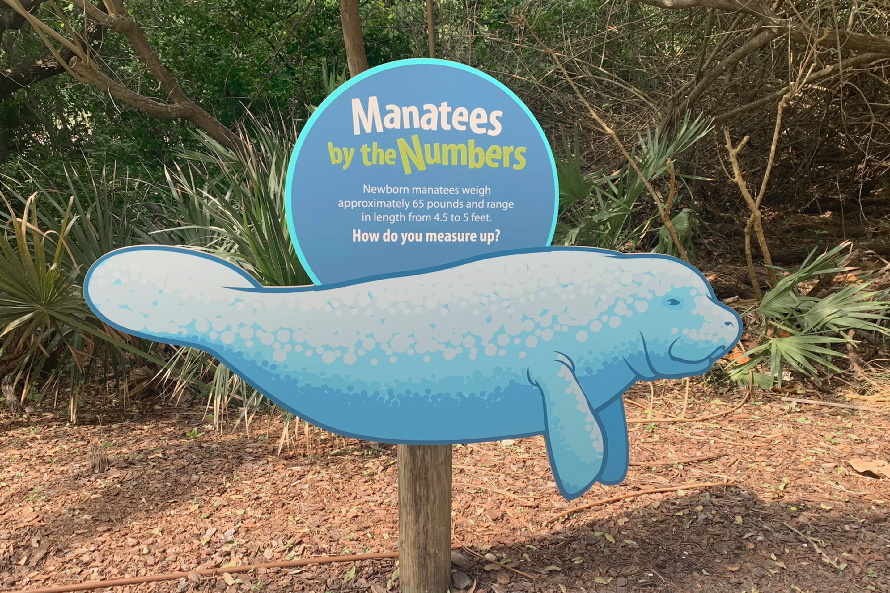 An informational sign indicating the size of manatees.