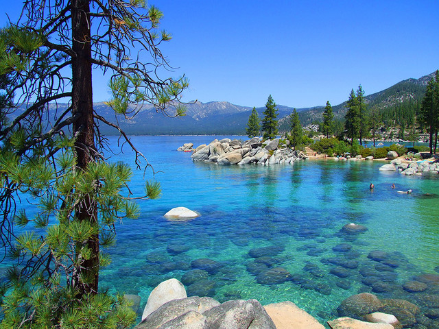 View of Lake Tahoe surrounded by pine trees.