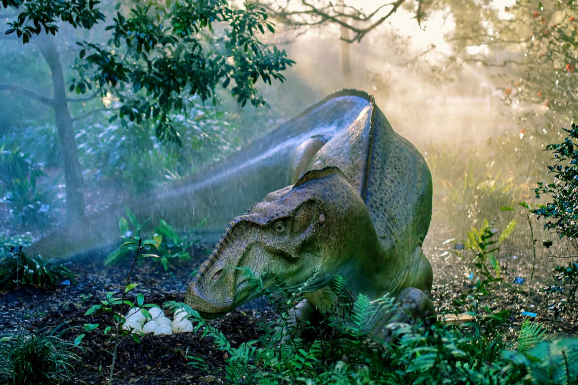 A Dinosaur Invasion at Harry P. Leu Gardens where a female Hypsibema and her Nest.