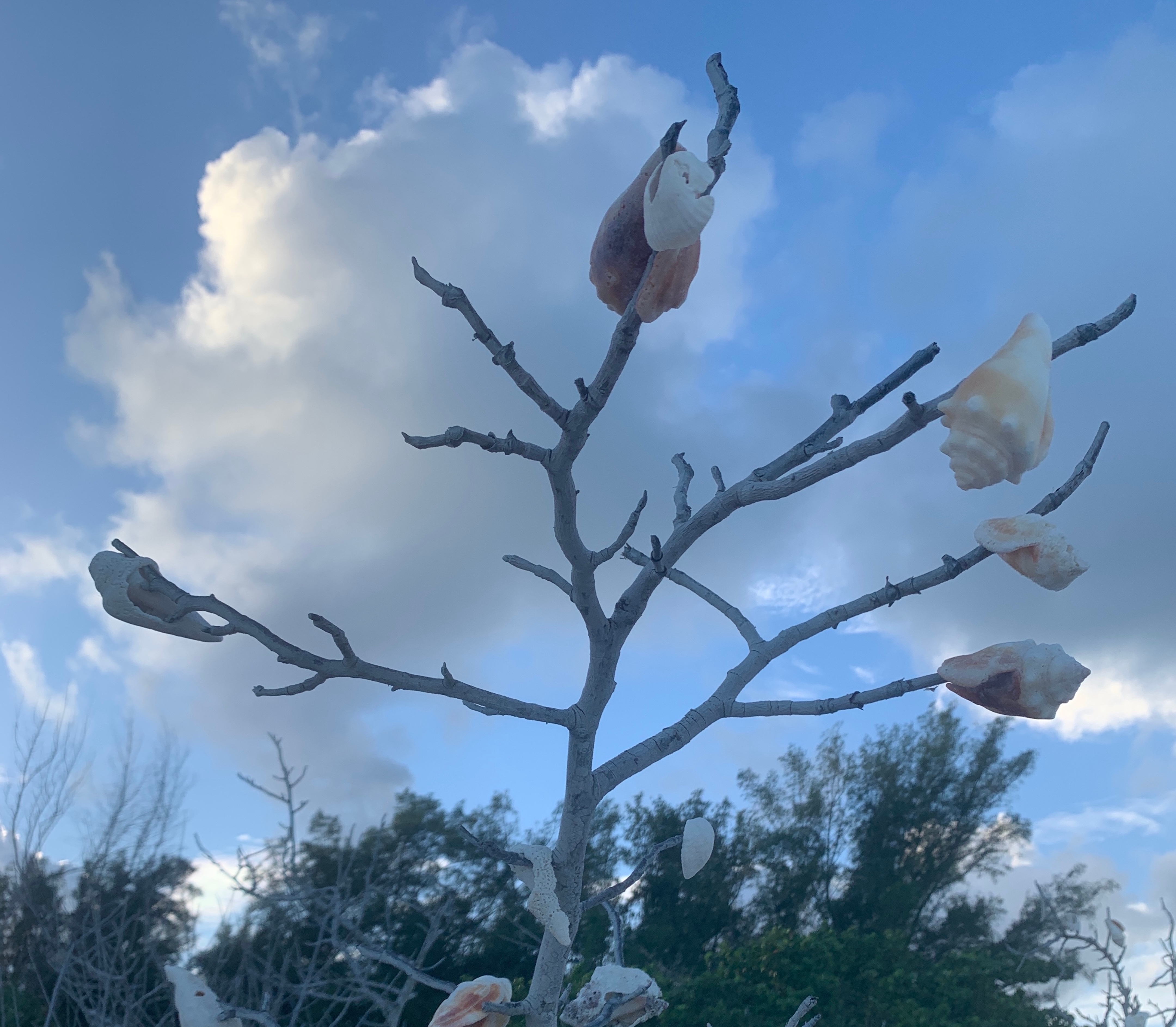 Marco Island driftwood trees with seashells