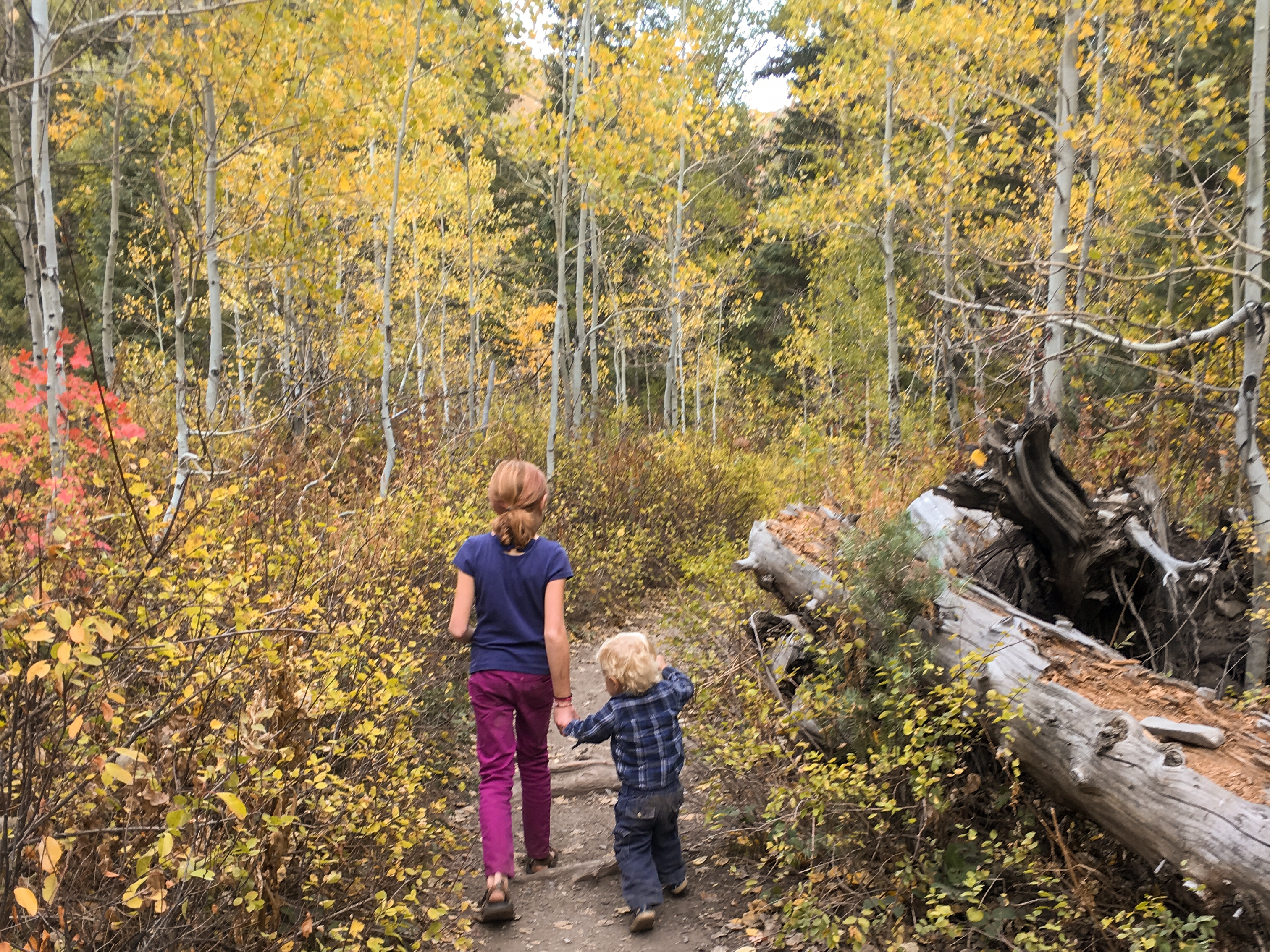 Jessica's daughter holding hands with her younger brother while hiking through the woods