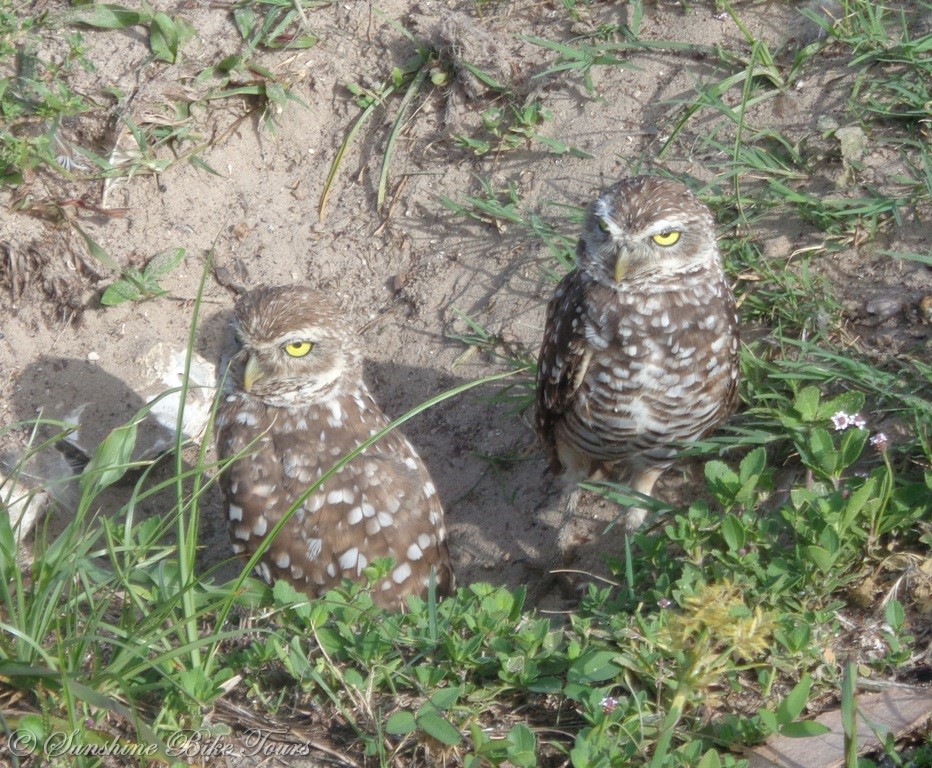 Burrowing owls on Marco Island, Florida.